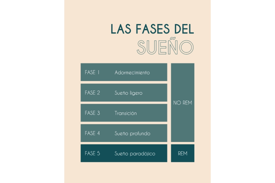 las fases del sueño segun suspiria